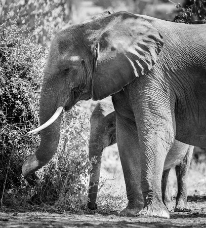 Baby elephant calf standing with its mother in the wild in Botswana, Africa in black and whiteの写真素材