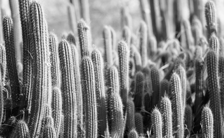 Cactus field with tall green cacti with large spikes with sunset light in black and whiteの写真素材