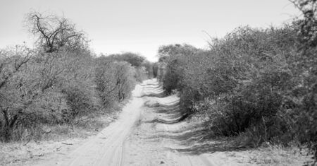 Dirt road in Botswana, Africa winding through the trees and bush in black and whiteの写真素材