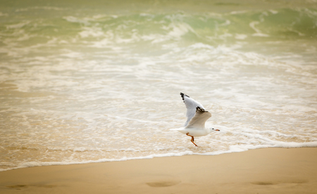 Seagull playing in the water at the beach in Australiaの写真素材