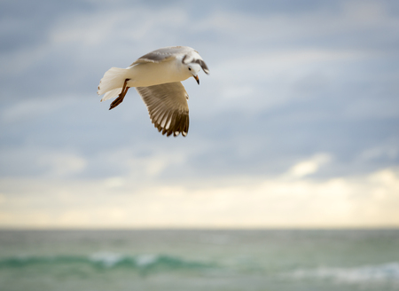 Beautiful seagull bird in flight over the ocean