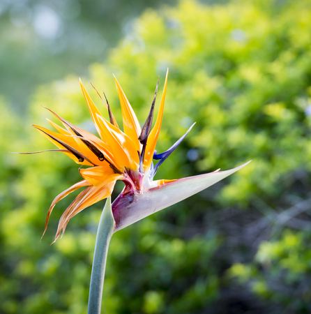 Bird Of Paradise flower (Strelitzia reginae) in full bloom in tropical gardenの写真素材