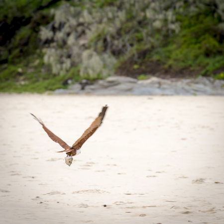 Eagle flying off with a fish head over the beach in Australiaの写真素材