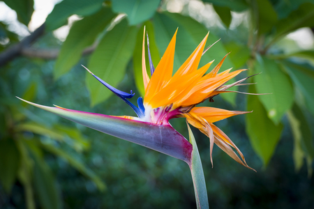 Crane Flower (Strelitzia reginae) plant in full bloom in tropical gardenの写真素材