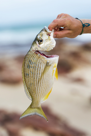 Man holds up his catch of fresh yellowfin bream fish while beach fishing in Australiaの写真素材