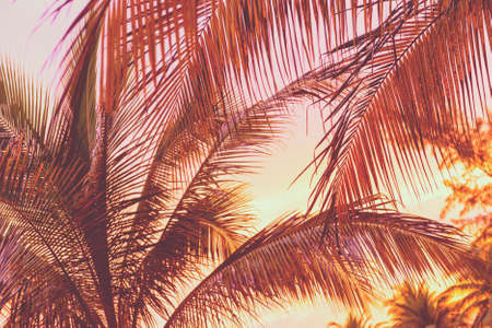 Retro holiday scene of a sunset on tropical beach palm trees