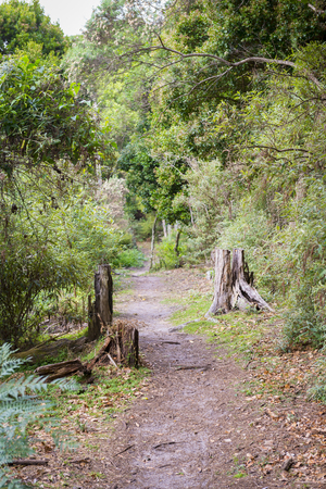 Trail through Little Waterloo Bay campsites in Wilsons Promontory, Australiaの写真素材