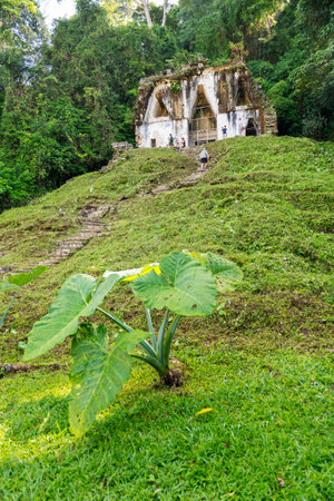 PALENQUE, MEXICO - NOVEMBER 29: Unknown people explore the mayan temple ruins surrounded by dense jungle on November 29, 2016 in Palenque. Palenque was declared a world heritage site by UNESCO in 1987.のeditorial素材
