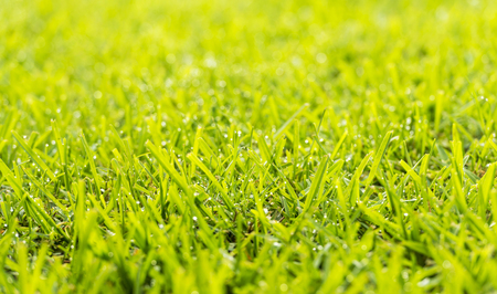 Green grass lawn with fresh morning dew drops in sunlightの写真素材