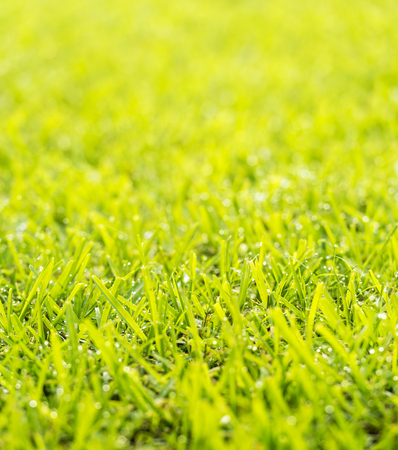 Green grass lawn with fresh morning dew drops in sunlightの写真素材