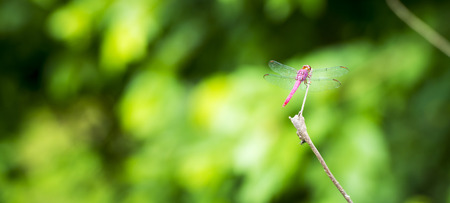 Red Dragonfly sits on a branch with its wings displayed in shallow focus with copy spaceの写真素材