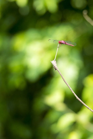 Red Dragonfly sits on a branch with its wings displayed in shallow focus with copy spaceの写真素材