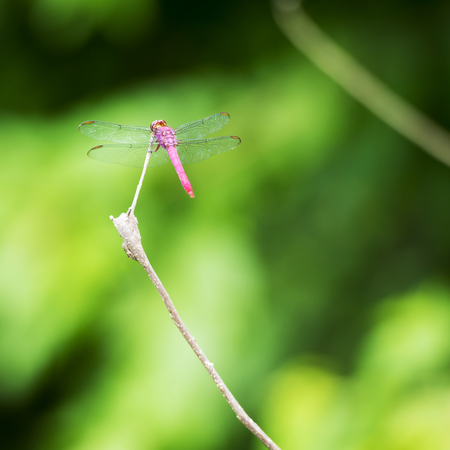 Red Dragonfly sits on a branch with its wings displayed in shallow focus with copy spaceの写真素材