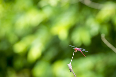 Red Dragonfly sits on a branch with its wings displayed in shallow focus with copy spaceの写真素材