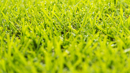 Green grass with fresh morning dew drops in sunlightの写真素材