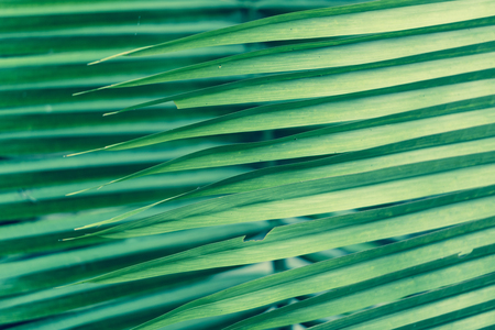 Background of sharp lines formed by palm frondsの写真素材