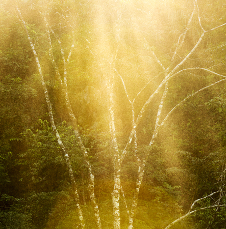 Tranquil forest tree in misty vintage sunlight as backgroundの写真素材