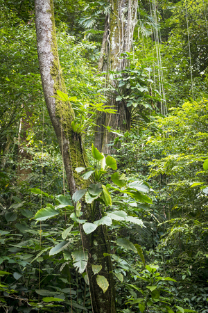 Lush green vines and plants growing on tree in jungle の写真素材