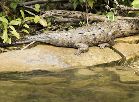 Crocodile on riverbank in the Sumidero Canyon Chiapas, Mexicoの写真素材