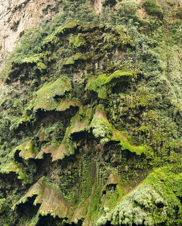Arbol de Navidad or the Christmas Tree Waterfall in the Sumidero Canyon, Chiapas Mexicoの写真素材