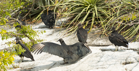 Black vulture sunbathing in the Sumidero Canyon, Chiapas Mexicoの写真素材