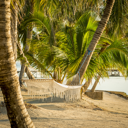 White hammock hanging in palmtrees on tropical beachの写真素材
