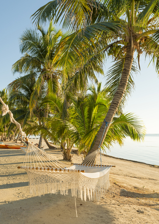 Tropical summer holiday hammock amongst the palmtrees beside the oceanの写真素材