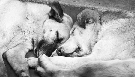 Two cute dogs sleeping next to each other in black and whiteの写真素材