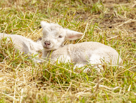 Newborn cute lambs resting in a fieldの写真素材