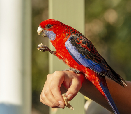 Feeding birds by hand with a Crimson Rosella in afternoon sunlightの写真素材