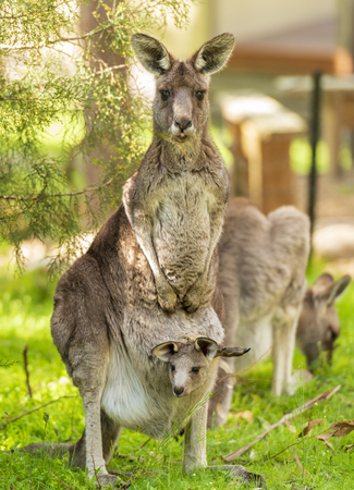Mother kangaroo with baby joey in her pouch in the wild in The Grampians, Australiaの写真素材