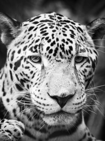 Beautiful Jaguar cat (Panthera Onca) in close up portrait in stunning black and whiteの写真素材