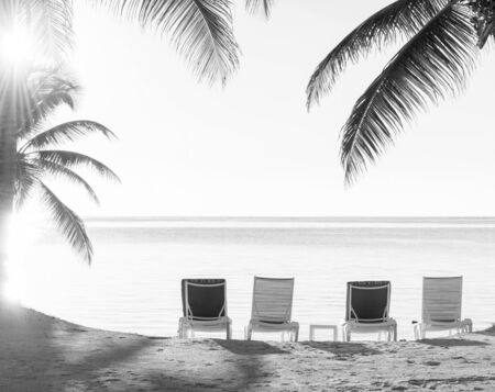 Sunset through palmtrees over a tropical beach with deckchairs in the sand in stunning black and whiteの写真素材