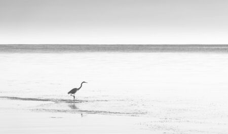 White egret in tranquil coastal waters in stunning black and whiteの写真素材