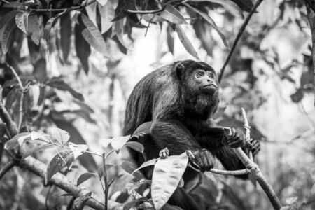 Black Howler Monkey sitting in the forest in stunning black and whiteの写真素材