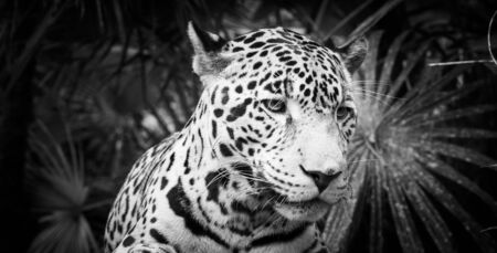 Beautiful Jaguar cat (Panthera Onca) in close up in stunning black and whiteの写真素材