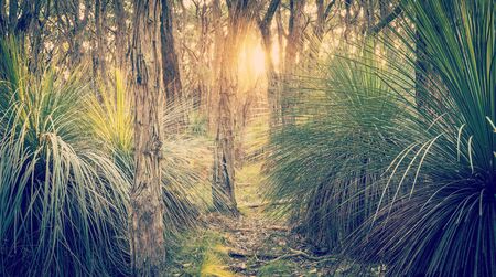 Golden forest landscape scenic at sunset with sunlight beaming in through trees with retro style filter effectの写真素材