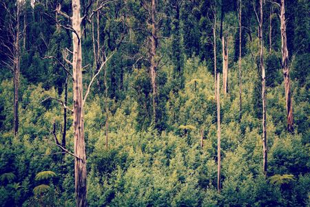Australian forest scenic with ferns, ash and gum trees near Marysville, Victoria with retro style filter effectの写真素材