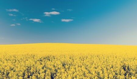 Golden flowering canola field under a blue sky before harvest with retro style filter effectの写真素材