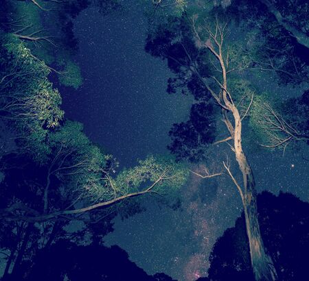 Starry night sky with trees in the foreground with retro style filter effectの写真素材
