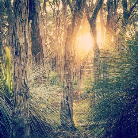 Golden forest landscape scenic at sunset with sunlight beaming in through trees with retro style filter effectの写真素材