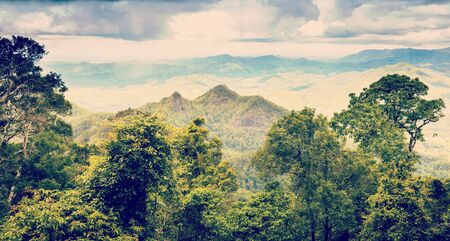 Queensland rainforest in the Gold Coast hinterland near Mount Warning with retro style filter effectの写真素材