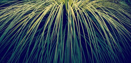 Green leaf background in banner format of grass tree in Australia with retro style filter effectの写真素材