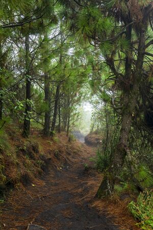 Hiking trail through dense forest on Acatenango volcano in Guatemalaの写真素材