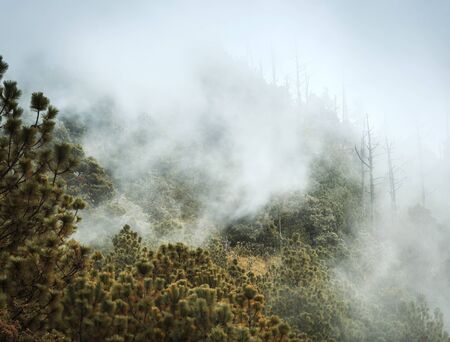 Forest landscape views with cloud and fog on the hiking trail up Acatenango volcano in Guatemala, Central Americaの写真素材