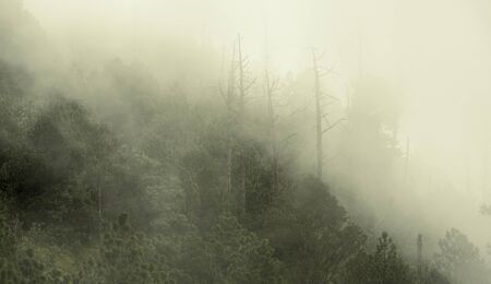 Forest landscape views with cloud and fog on the hiking trail up Acatenango volcano in Guatemala, Central Americaの写真素材