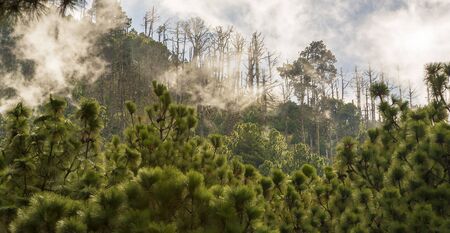Forest landscape views with cloud and fog on the hiking trail up Acatenango volcano in Guatemala,...