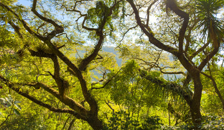 Lush green tropical jungle trees and canopy with sunlight in the forests of Guatemalaの写真素材
