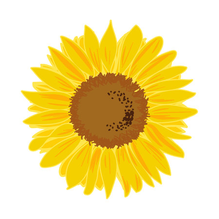 Hand drawn sunflower in detail vectorのイラスト素材