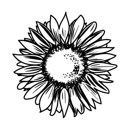 Hand drawn sunflower in detail vectorのイラスト素材